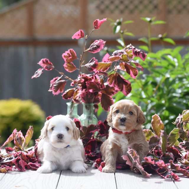 Puppies Coming Soon!